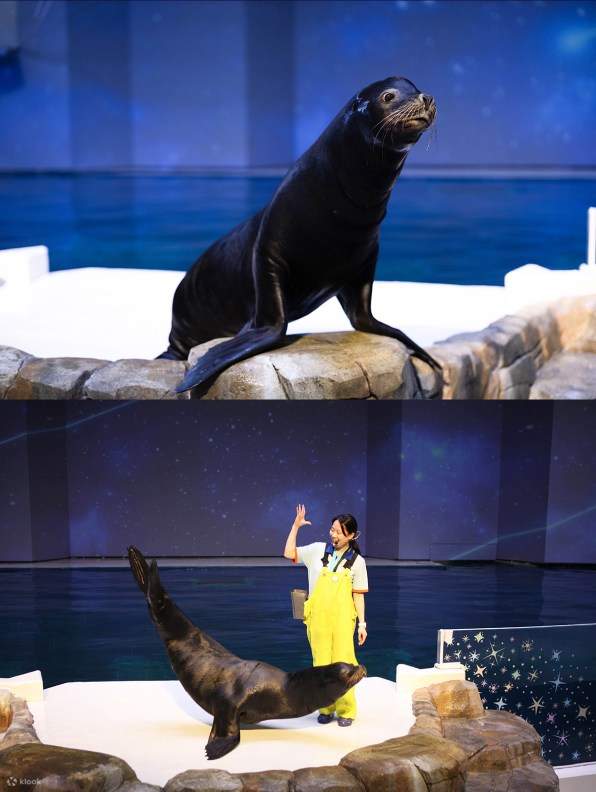 Billet Aqua Planet Jeju [Étrangers Seulement]